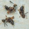 Eupelmus sp.